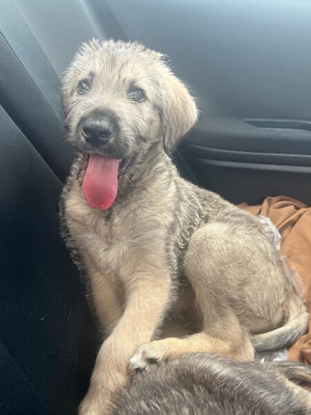 Male Irish Wolfhound Puppy