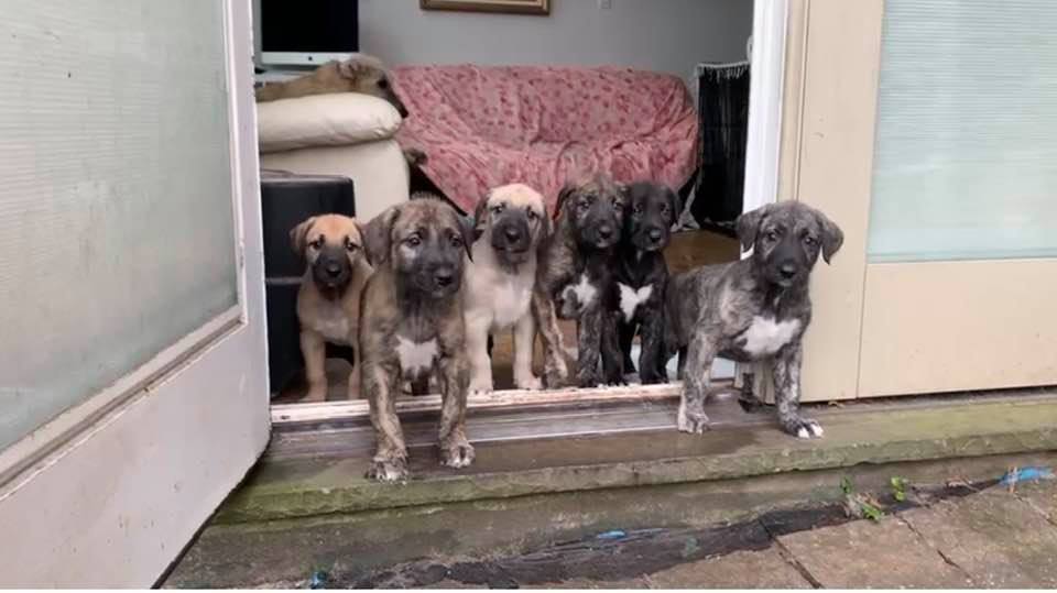 Deposit On Our Next Litter