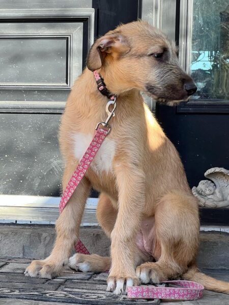 Female Irish Wolfhound Puppy