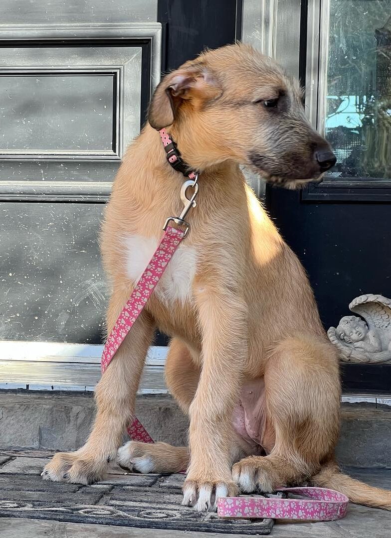 Female Irish Wolfhound Puppy